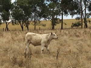 8 EU charolais angus x steers