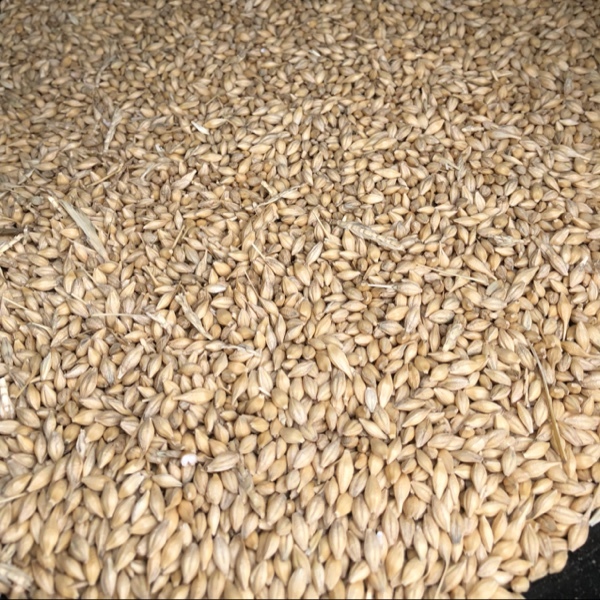 Barley, Planet Malt (PL1) In Coop  Can not Guarantee Puriety 