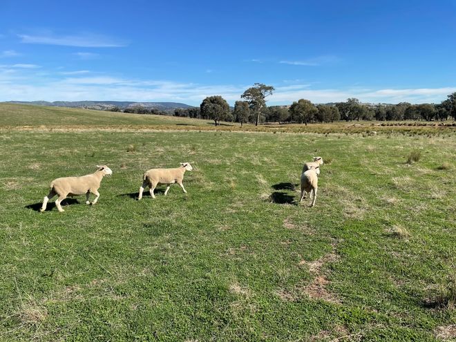 2020 White Suffolk X Poll Dorset Rams