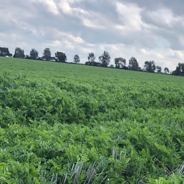 EOI 500mt New Season Vetch Hay 8x4x3 Bales