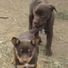 Kelpie Pups