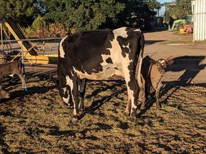 Friesian Cross Heifer with Murray Grey Calf