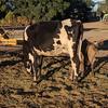 Friesian Cross Heifer with Murray Grey Calf