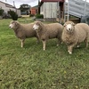RAMS
