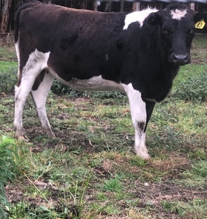 JERSEY FRIESIAN X HEIFERS IN CALF