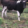 JERSEY FRIESIAN X HEIFERS IN CALF