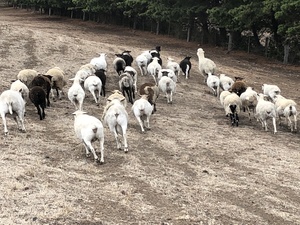 Dorper ewes been with ram