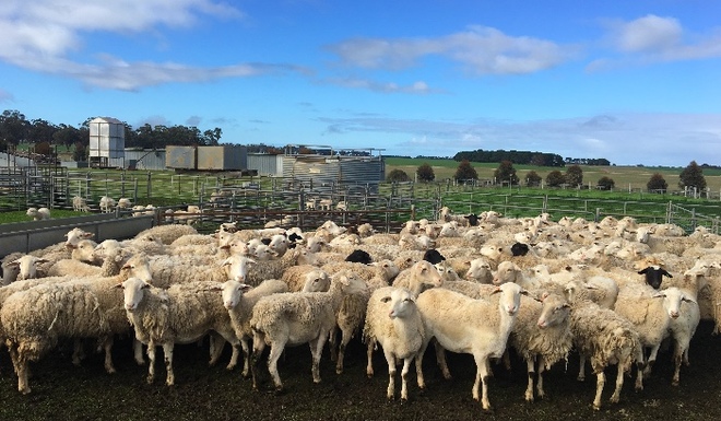180 x 2-4yo Dorper Ewes with Lambs @ Foot