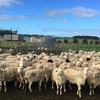 180 x 2-4yo Dorper Ewes with Lambs @ Foot