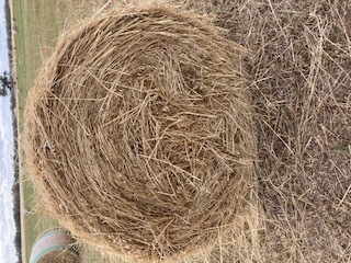 Hay - Barley (new season).  4 x 4 Round Bales