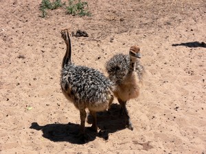 Ostrich chicks for sale