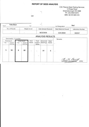 12-14mt Faba Beans Seed