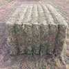 New Season Vetch Hay for sale off baler in 8x4x3’s 600+ kgs