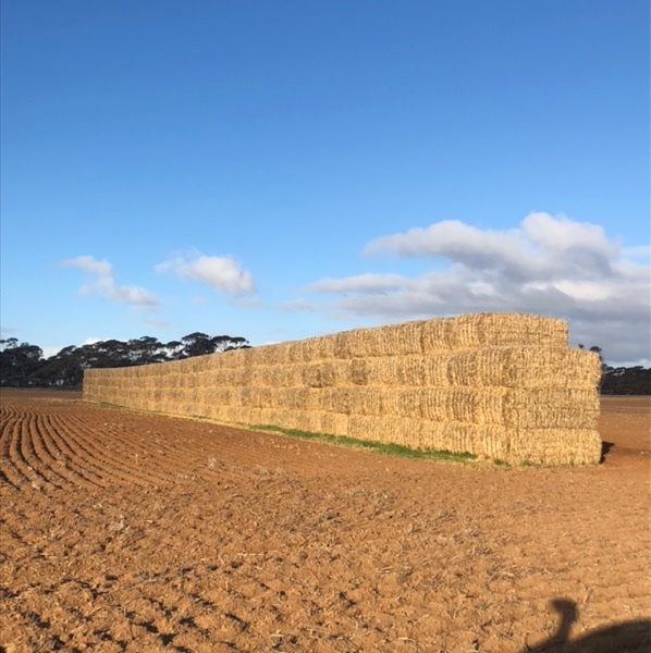 Straw hay bales
