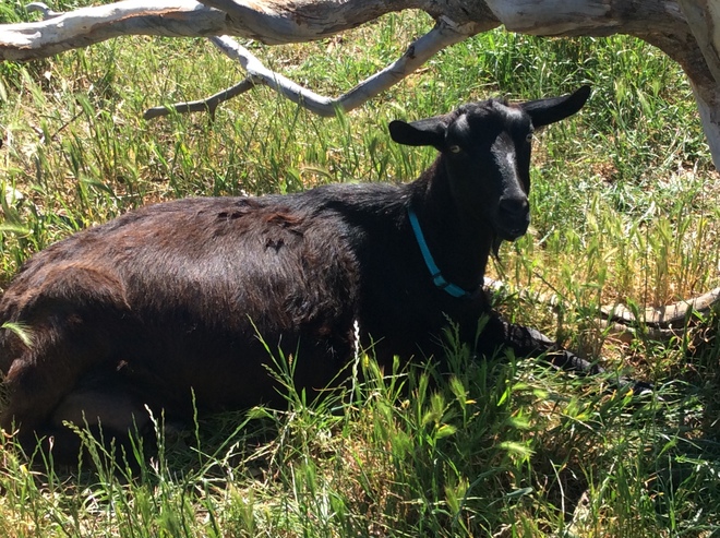 Goats for sale $100-500 each