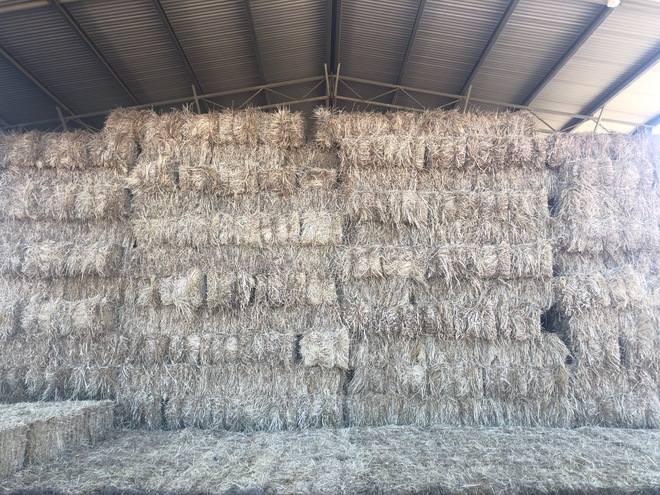 Irrigated Clover and Rye Small Square Bales