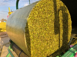 Corn/canola silage 