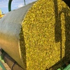 Corn/canola silage 