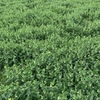 Wanted Vetch and Cereal crops standing 