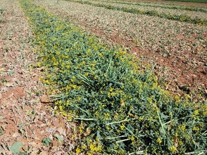Cutting Now Canola Hay