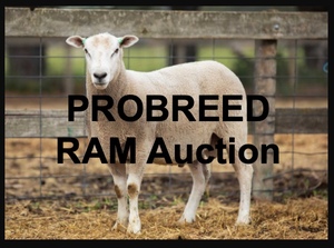 ON NOW - PROBREED highlander Ram Auction 10th of September 