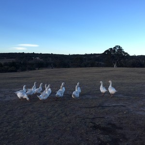 Emden geese PRICE REDUCTION