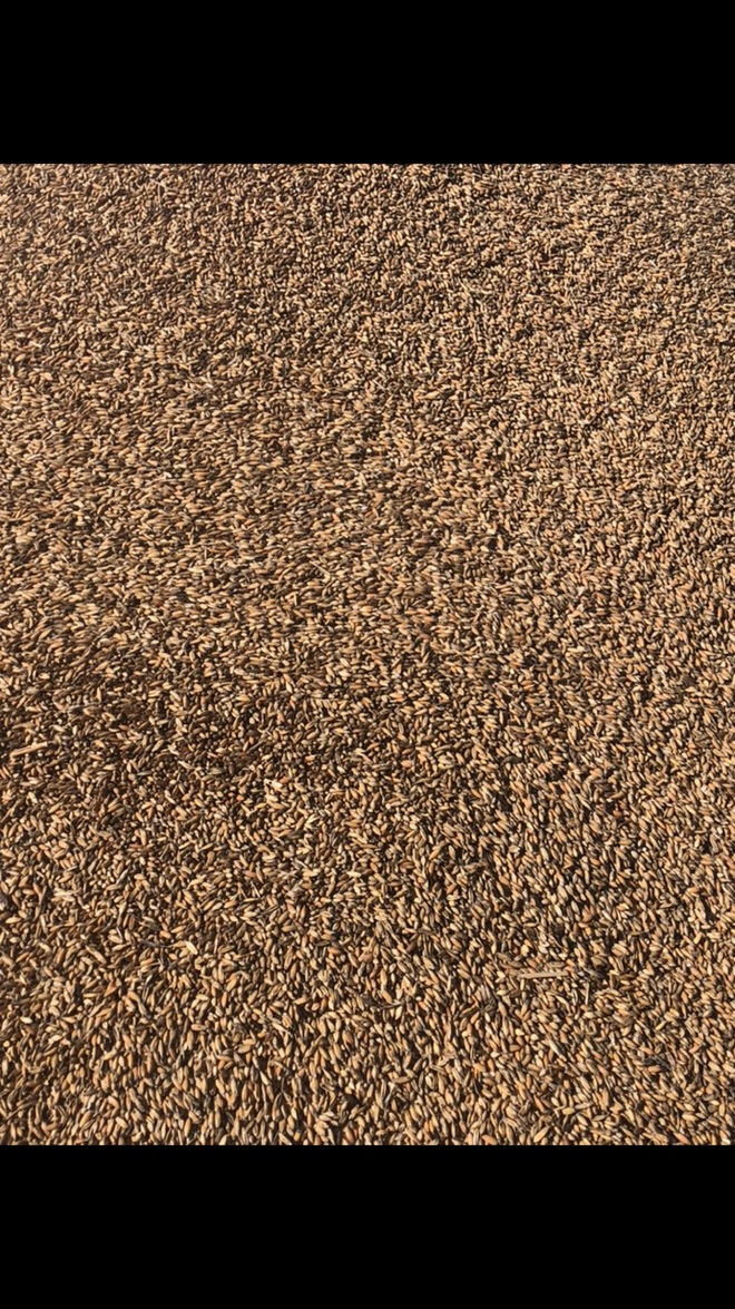 Old Season Feed Oats For Sale 