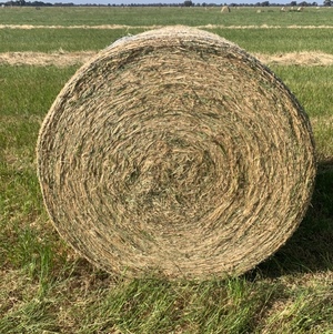 5x4 rye grass rolls