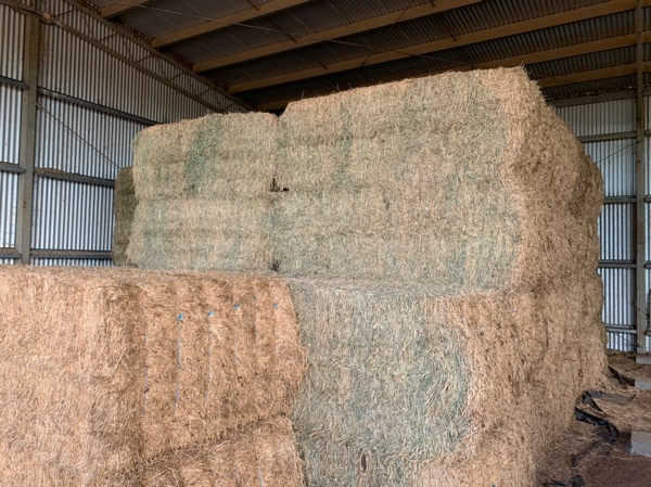 60mt Lucerne Hay 620kg 8x4x3 Bales
