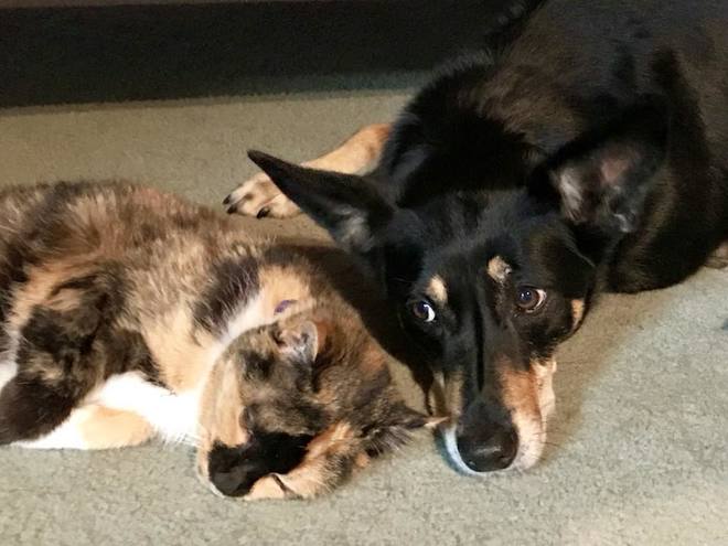 FREE Kelpie to good home only