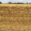 Wheat straw in small square bales