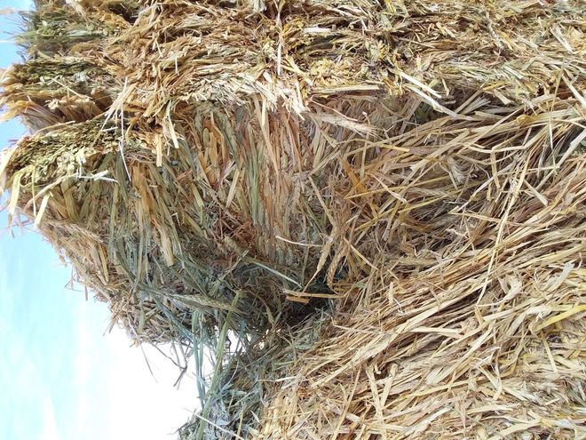 Wheaten Hay 8x4x3 9.9 ME