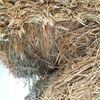 Wheaten Hay 8x4x3 9.9 ME