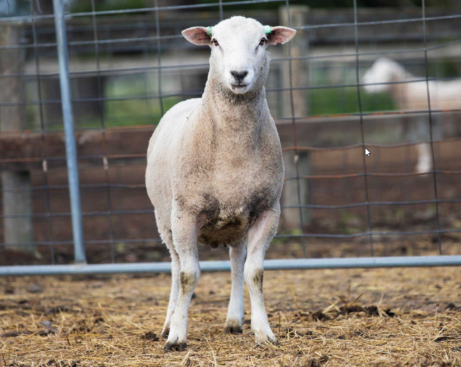 Under Auction - Lot 28 Highlander Ram 191134 (DLE Ram Auction A100 - 10th Sept via Auctionsplus) 