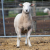 Under Auction - Lot 28 Highlander Ram 191134 (DLE Ram Auction A100 - 10th Sept via Auctionsplus) 