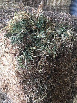 Vetch/ Clover Hay   45 Bales  ( 1 Semi load )