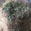 Vetch/ Clover Hay   45 Bales  ( 1 Semi load )