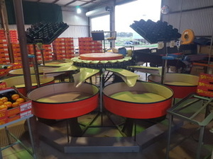 Fruit Grader KW Automation