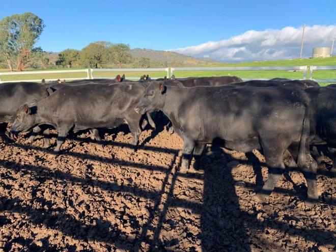 45 angus cows and calves