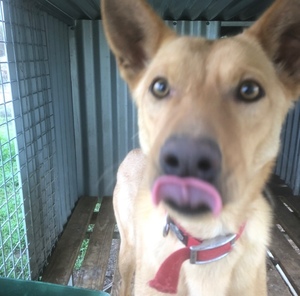 Kelpie pups two male pups 