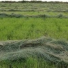 Teff Grass Seed, Excellent Forage and Hay