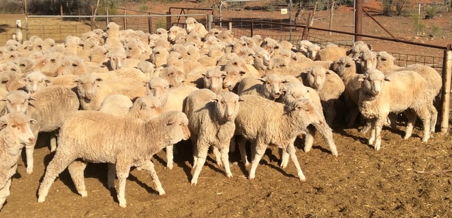 Grazing Property to lease 