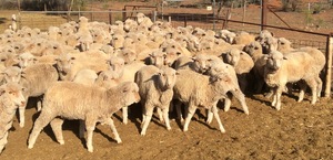 Grazing Property to lease 