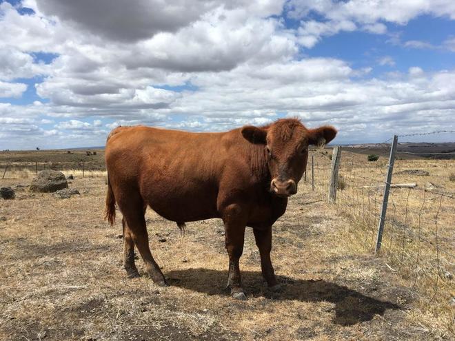 Red Angus Bulls.