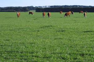 Avalon S/E Perennial Ryegrass