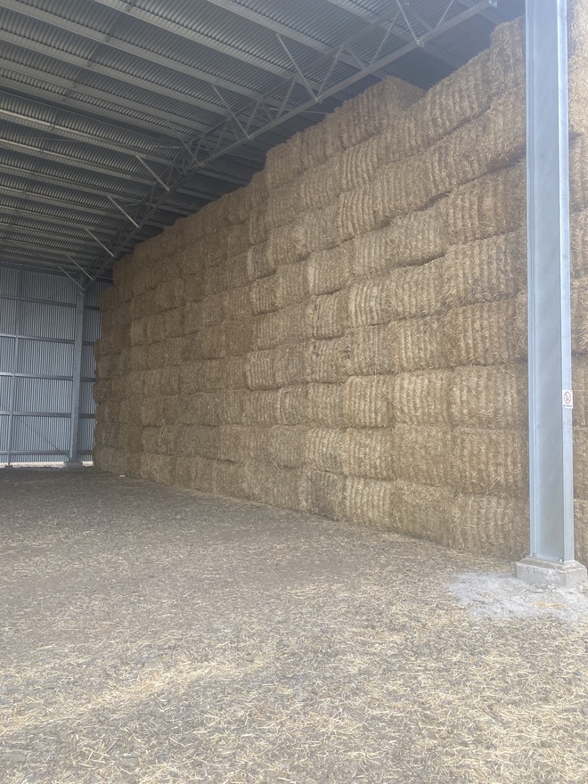 Barley Header Tailings  8x4x3 Bales  Approx 2000 mt  Shedded