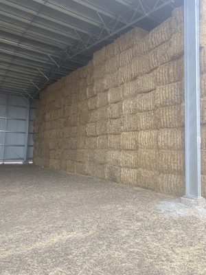 Barley Header Tailings  8x4x3 Bales  Approx 2000 mt  Shedded