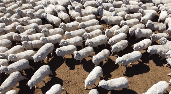 70 Gingie Poll Merino Rams 