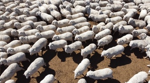 70 Gingie Poll Merino Rams