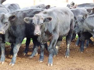 44 angus steers EU accredited